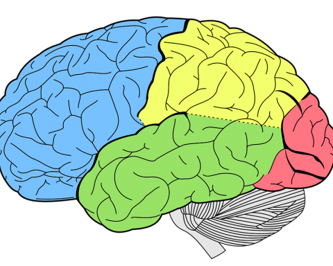 Tegning af hjerne